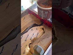 يلمع الأشعة في الراتنج